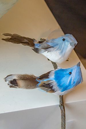    GENTLE BIRDS  , , , 11 , 2 ., Kaemingk