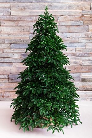   120 ,  + , Triumph Tree