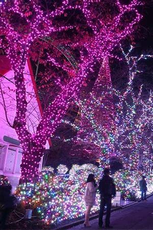 Гирлянды на дерево Клип Лайт Quality Light 100 м, 1000 розовых LED ламп, с мерцанием, прозрачный ПВХ, IP44, BEAUTY LED