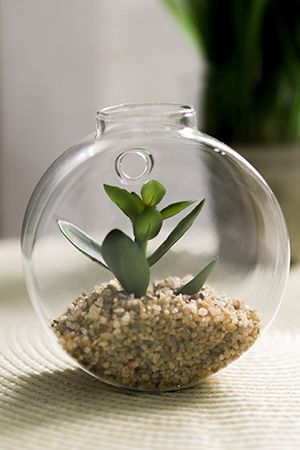 Настенный флорариум с искусственными растениями  СУККУЛЕНТЫ: ЛУНГО, 10 см, Edelman