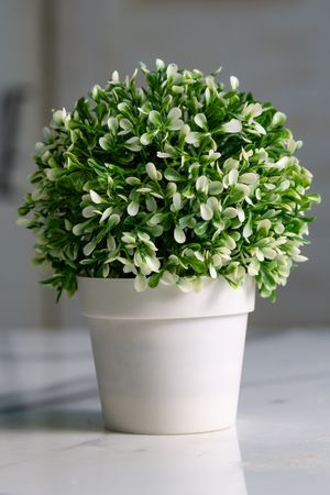 Искусственное растение в горшке ОЛЕРАЦЕА КРЕМА, 20 см, Koopman International