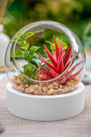 Флорариум-шар с искусственными растениями БОЛЛЕ, 13х12 см, Koopman International