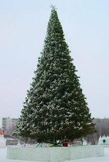 Уличная елка Альпийская 21 м ствольная, ЛЕСКА, GREEN TREES