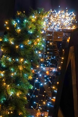 Светодиодная гирлянда Koopman Snake Comfort Basic 30 м, 1500 тёплых и холодных белых LED ламп, зелёный ПВХ, контроллер, IP44, Koopman International