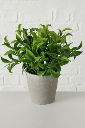 Искусственное растение в горшке ШТАЙН чайный кустик, пластик, 17 см, Boltze