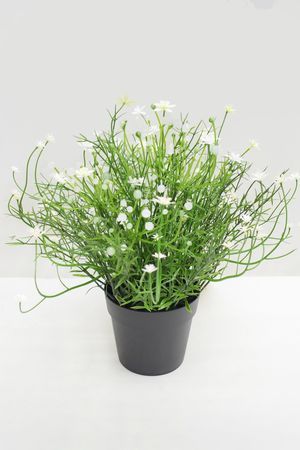 Искусственные цветы в горшке ЦВЕТОЧНАЯ ПОЛЯНКА белая, 25 см, Summer Deco