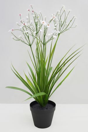 Искусственные цветы в горшке ОЧАРОВАНИЕ ФЛОРЫ, белые, 50 см, Summer Deco