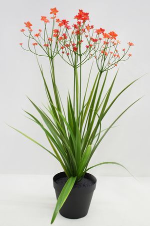 Искусственные цветы в горшке ОЧАРОВАНИЕ ФЛОРЫ, красные, 50 см, Summer Deco