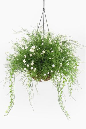 Искусственные цветы в горшке ВОЗДУШНОЕ ОБАЯНИЕ, белые, 44 см, Summer Deco