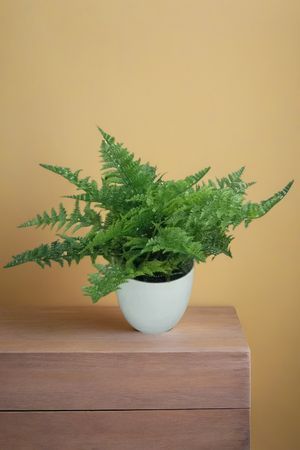 Искусственное растение в горшке ПАПОРОТНИК ФЛАФИ РАФФЛС, 28 см, Summer Deco
