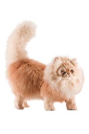 Мягкая игрушка персидский кот Табби рыже-белый, 45 см, Ханза (Hansa)