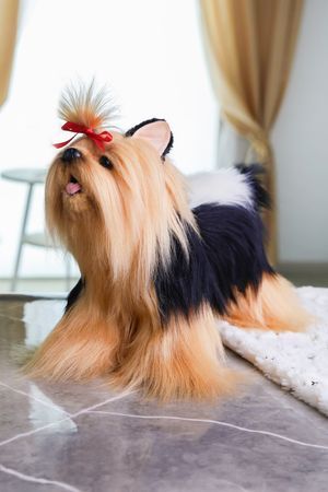 Мягкая игрушка йоркширский терьер 35 см, Ханза (Hansa)