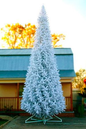 Ель высотная АЛЬПИЙСКАЯ, белая, 10 м, GREEN TREES