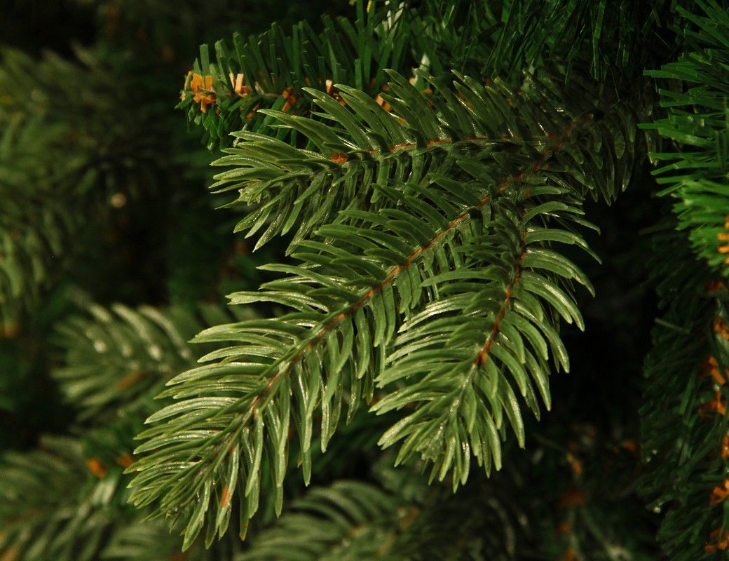 хвоинки ели и сосны. хвоинки дерева сосна кедровая. хвои это видомзмененные листья. ель елка пихта отличия. дерево ель и сосна.