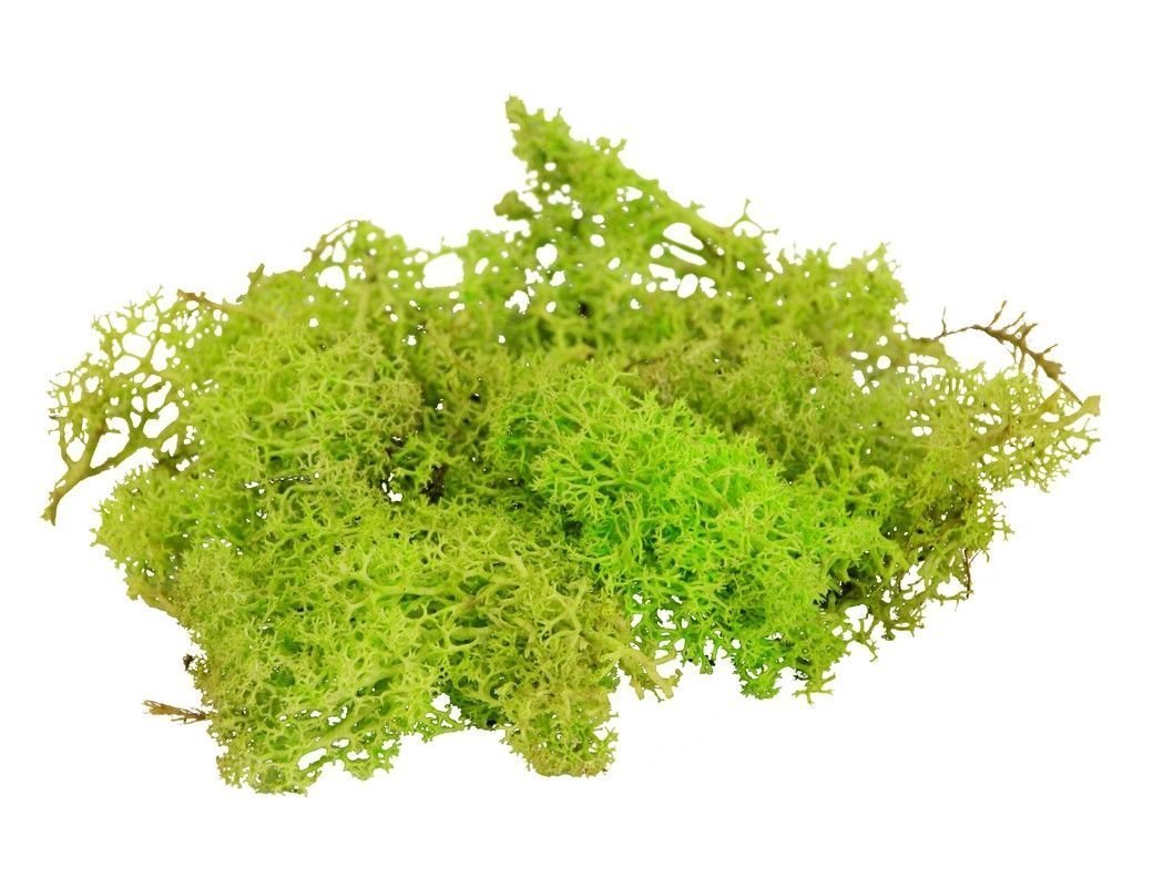 Купить Мох Для Декора
