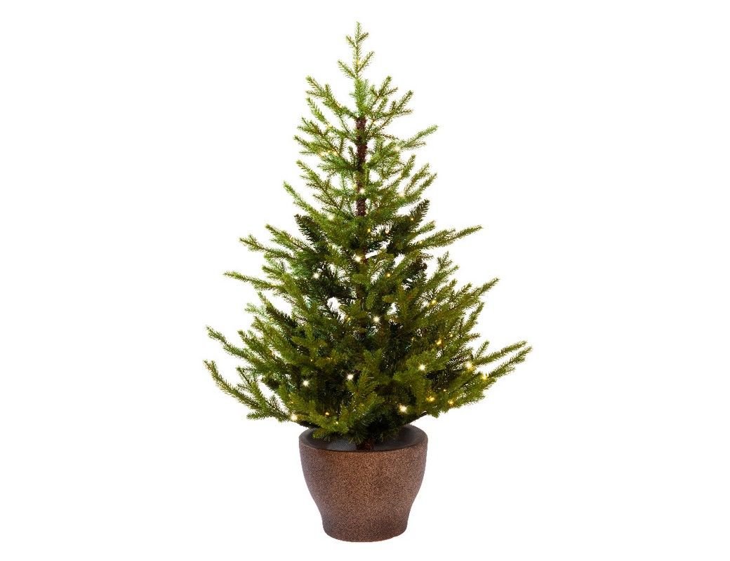 Настольные Ели Купить