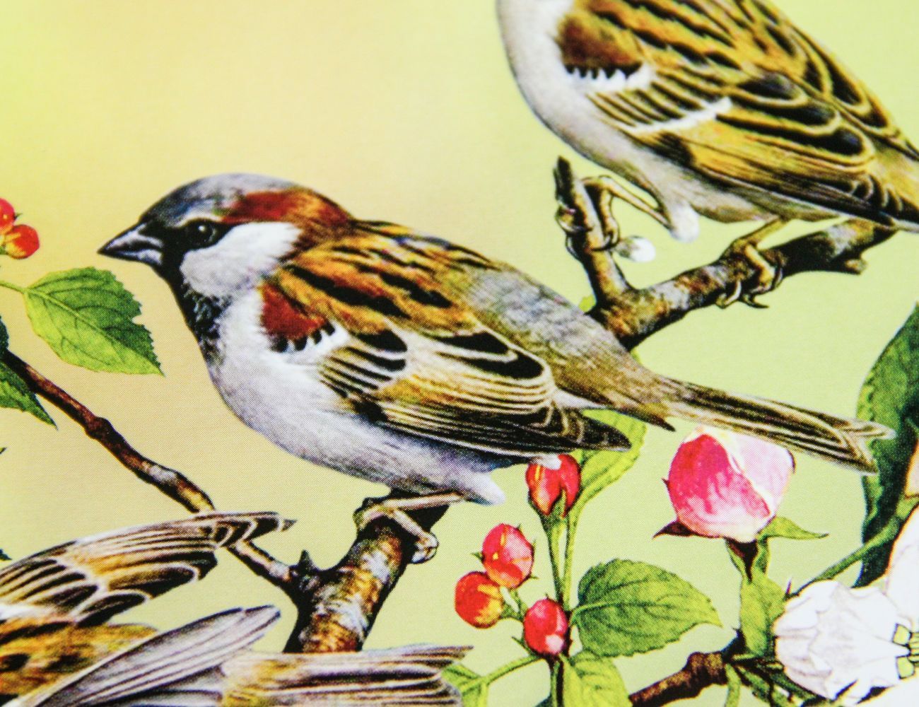 Увеличить фотографию