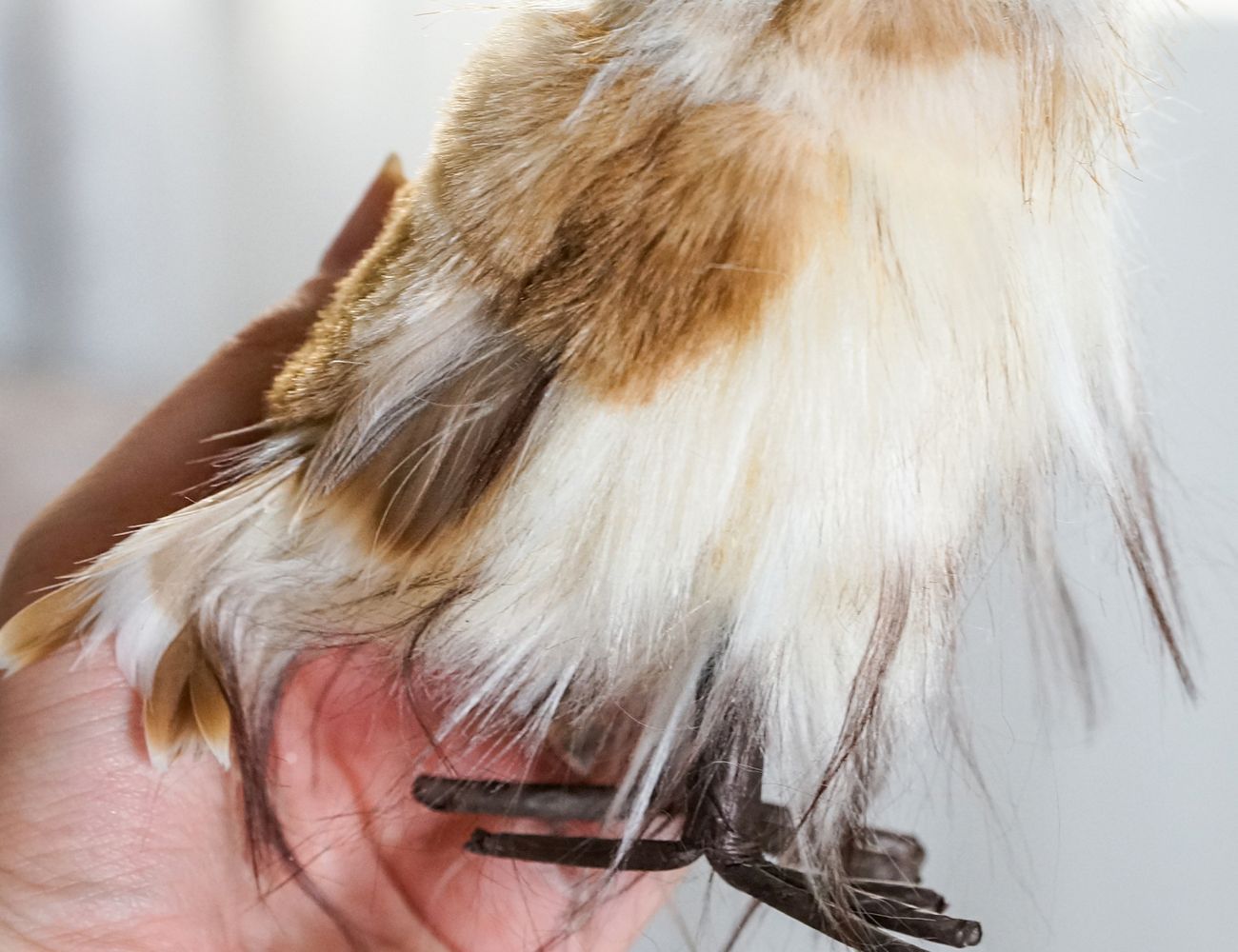 Увеличить фотографию