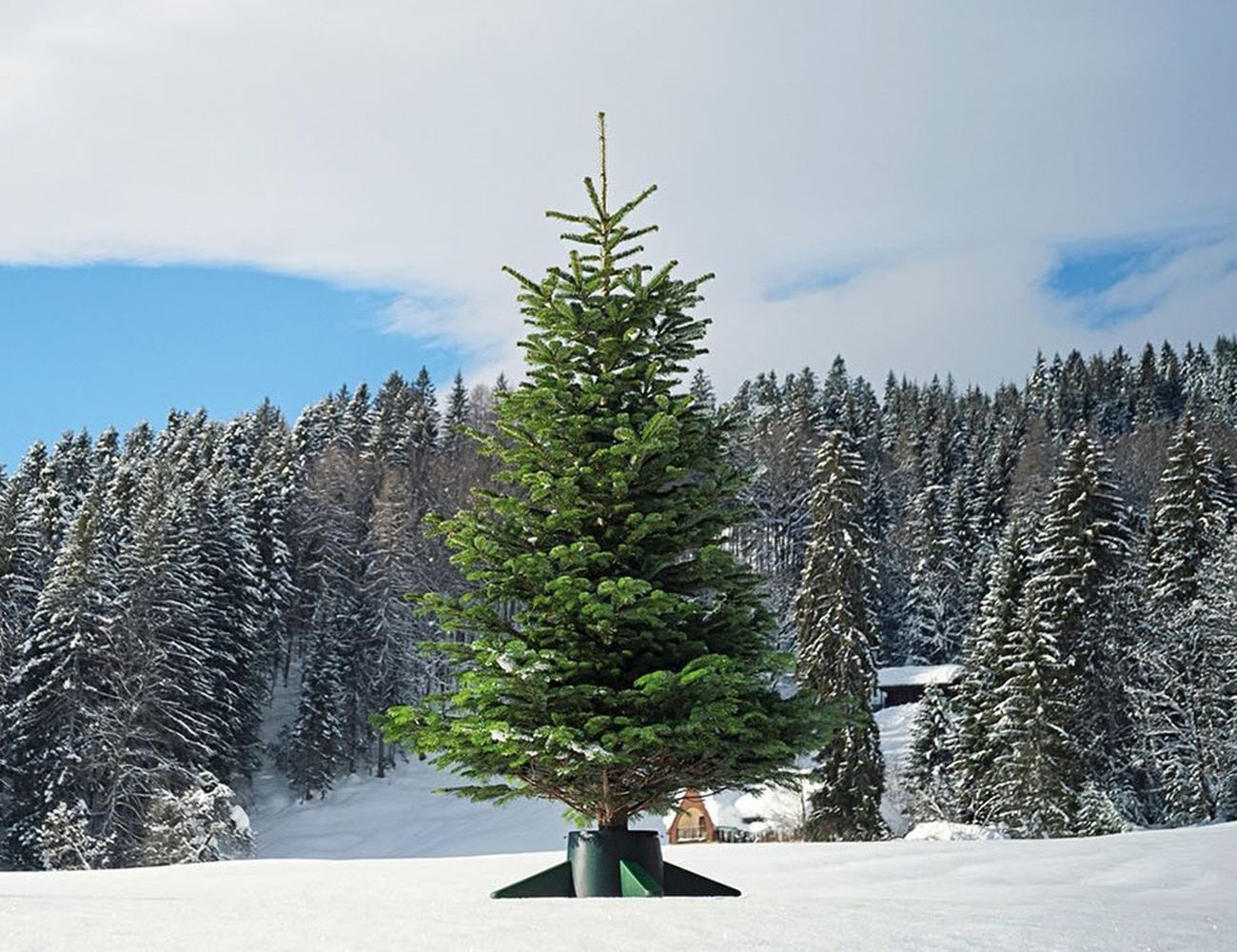 Увеличить фотографию