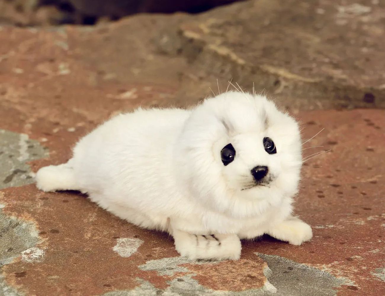 Увеличить фотографию