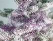 Выбрать фотографию для просмотра