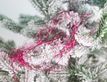 Выбрать фотографию для просмотра