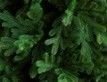 Выбрать фотографию для просмотра