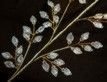 Выбрать фотографию для просмотра