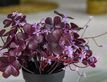 Выбрать фотографию для просмотра