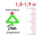 Ели 1,8-1,9 м National Tree